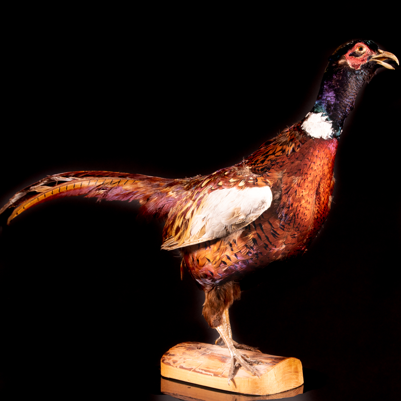 Taxidermy Phesant Bird - Image 5 of 6