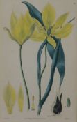 Zwei Farbkupferstiche, "Lilie" und "Lila Blüte", aus dem Botanical Magacines bei Ridgeway 1831 und 