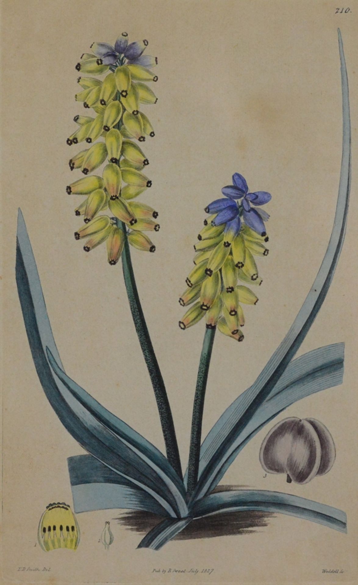 Zwei Farbkupferstiche, "Gelb und Blau" und "Lila Blüte", nach einer Zeichnung von E.D. Smith London - Bild 2 aus 5