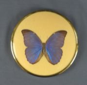 Schmetterling, Taxidermie, in rundem Messingrahmen, D 17cm