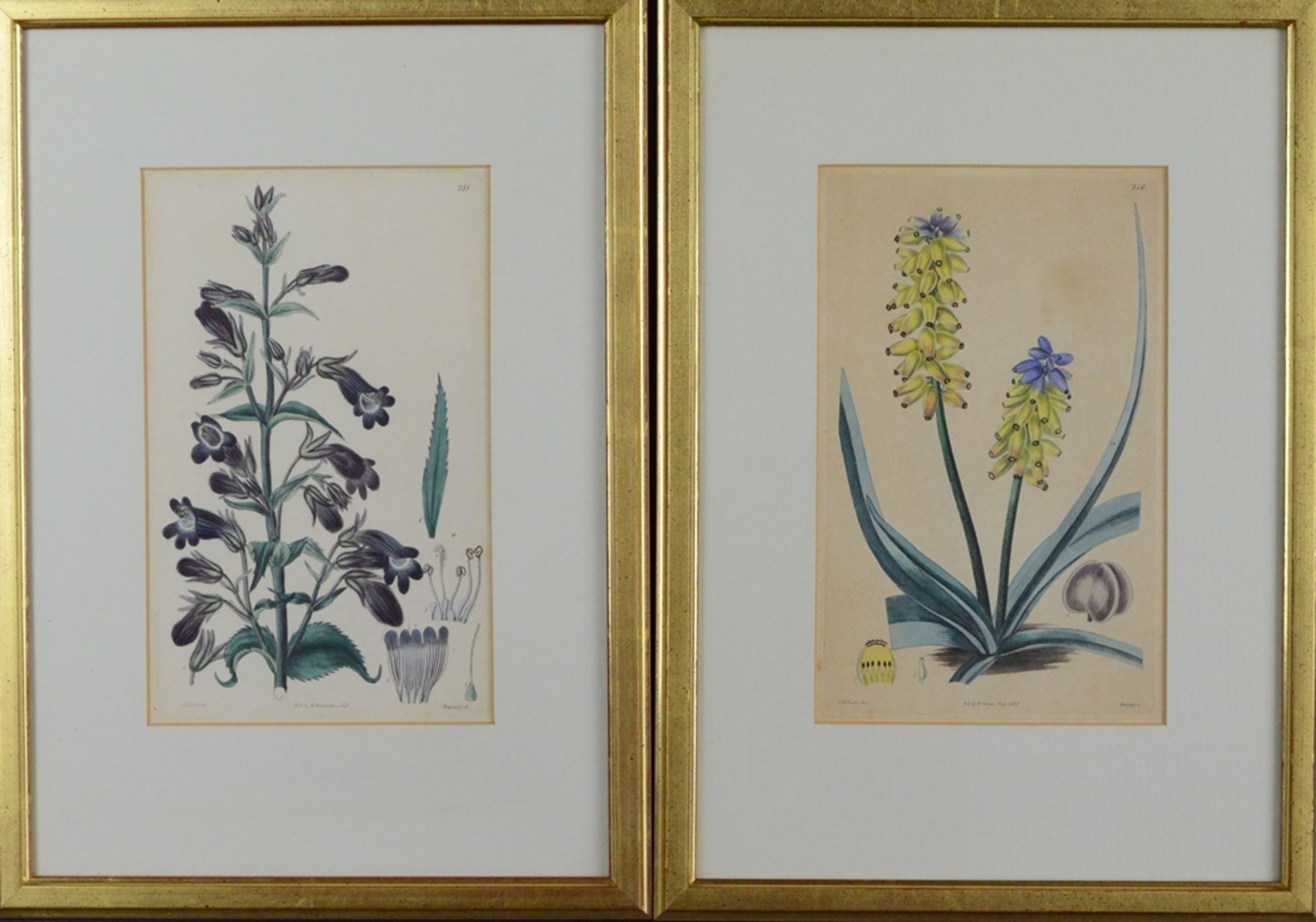 Zwei Farbkupferstiche, "Gelb und Blau" und "Lila Blüte", nach einer Zeichnung von E.D. Smith London - Bild 3 aus 5