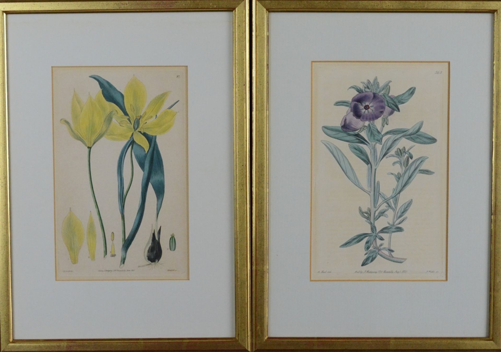 Zwei Farbkupferstiche, "Lilie" und "Lila Blüte", aus dem Bot - Bild 2 aus 2