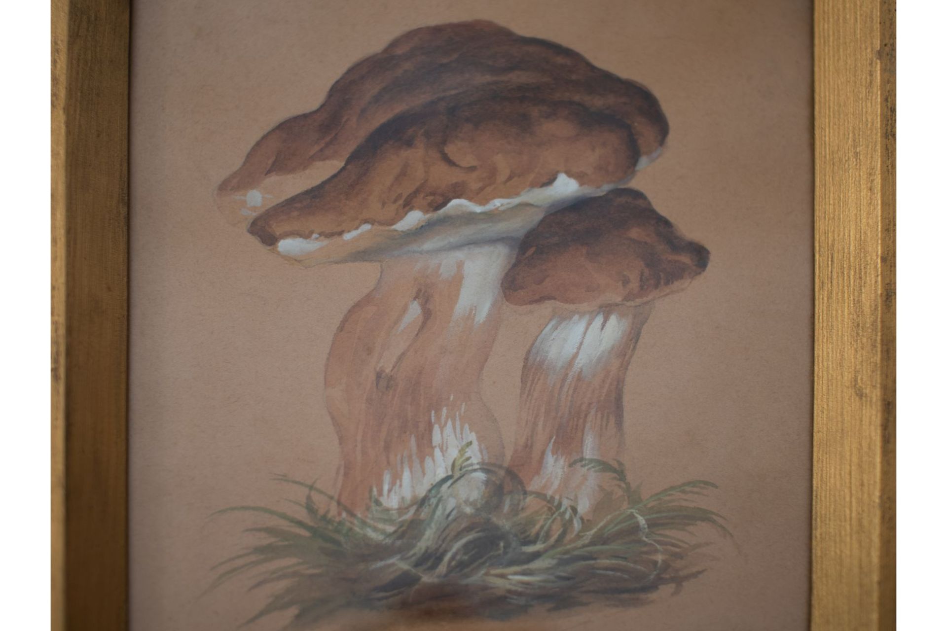 Porcini mushrooms - Image 2 of 4