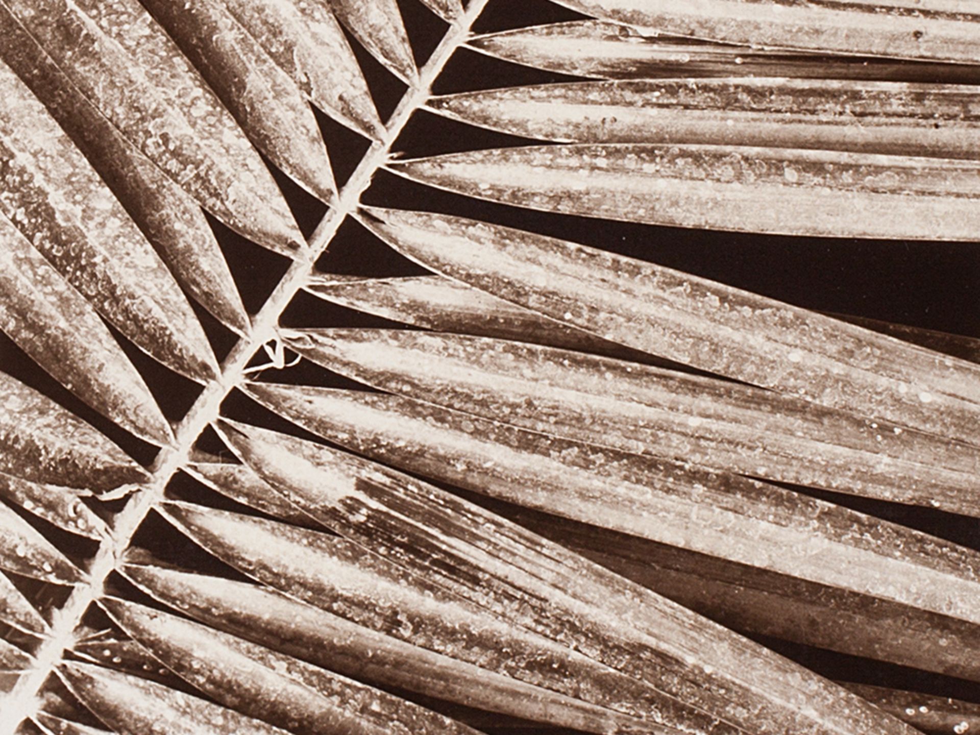 Fred Koch, Pinnate Palm Leaf, Bromide Gelatin Silver Print, 20s - Image 2 of 6