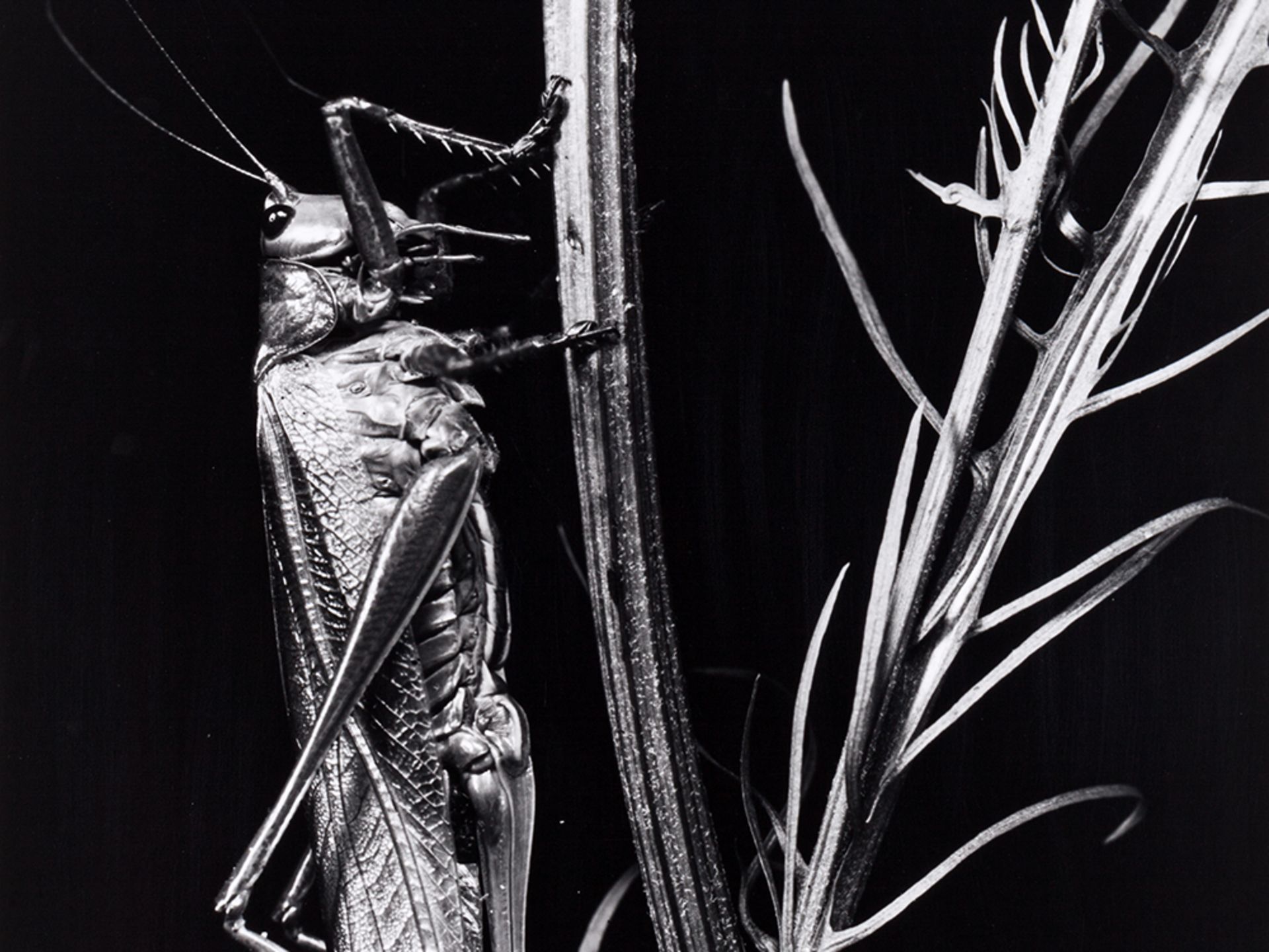 Fred Koch (1904-1939?), Locust vividissima, Germany, 1920s - Image 2 of 8