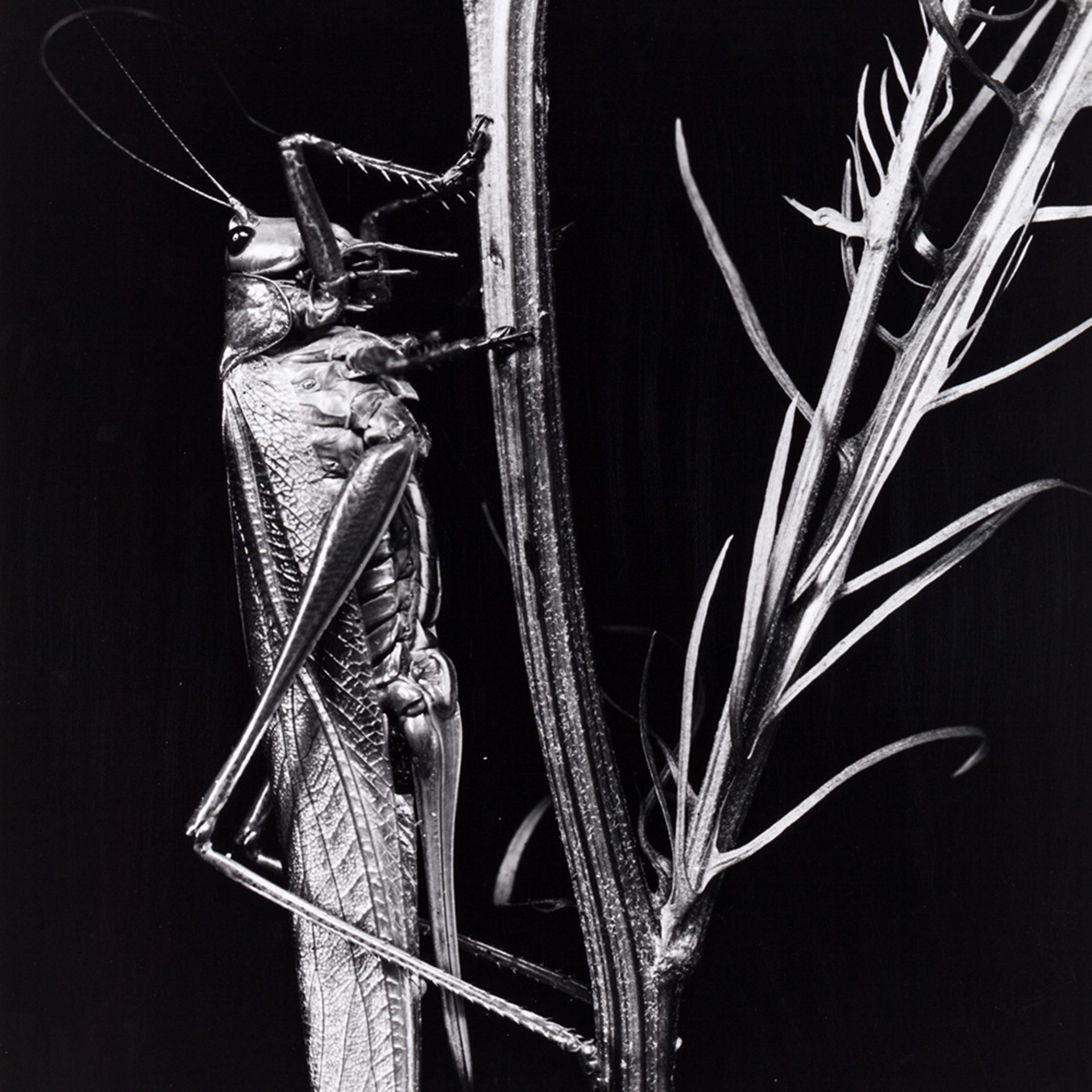 Fred Koch (1904-1939?), Locust vividissima, Germany, 1920s - Image 8 of 8