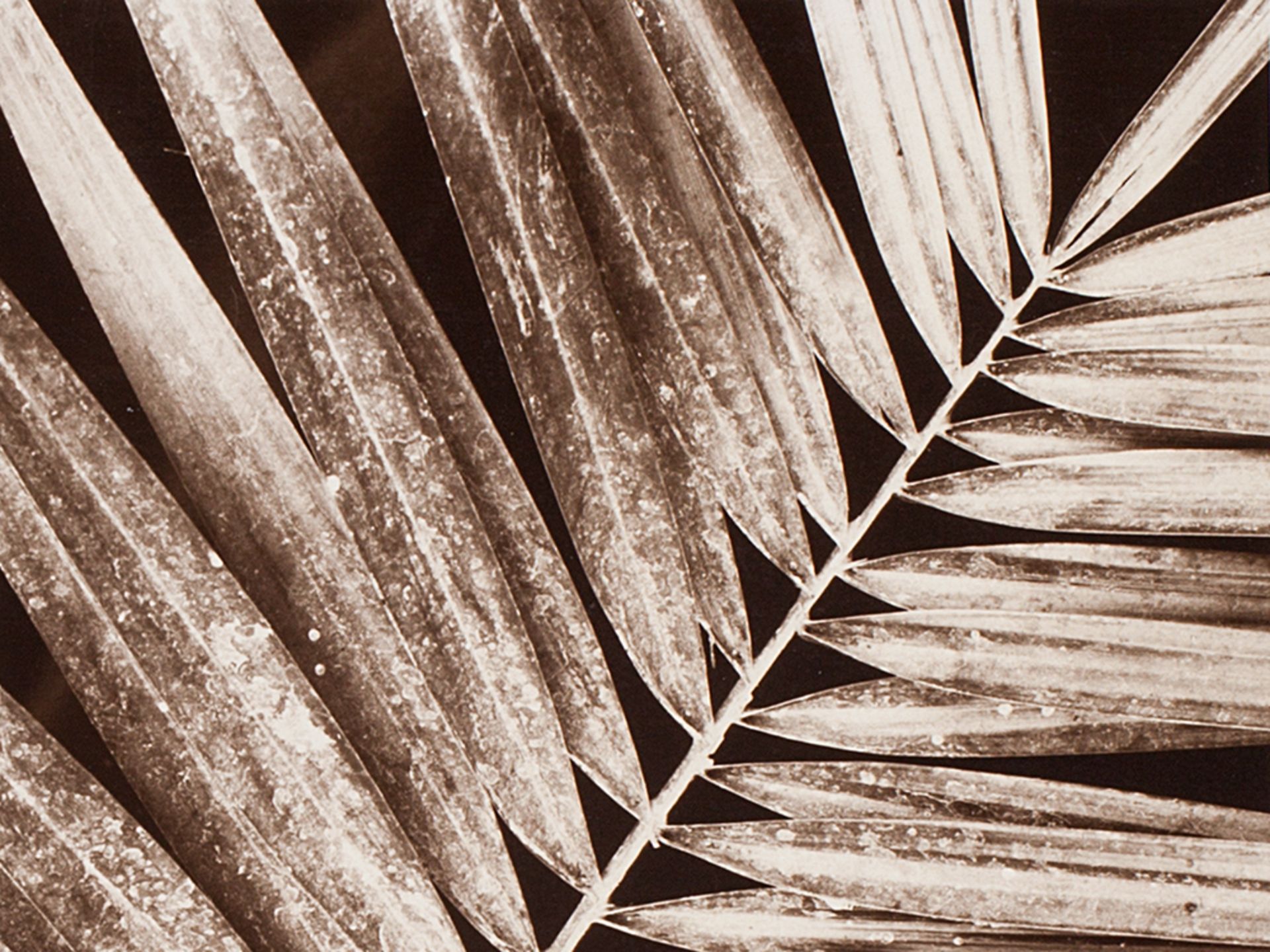 Fred Koch, Pinnate Palm Leaf, Bromide Gelatin Silver Print, 20s - Image 3 of 6