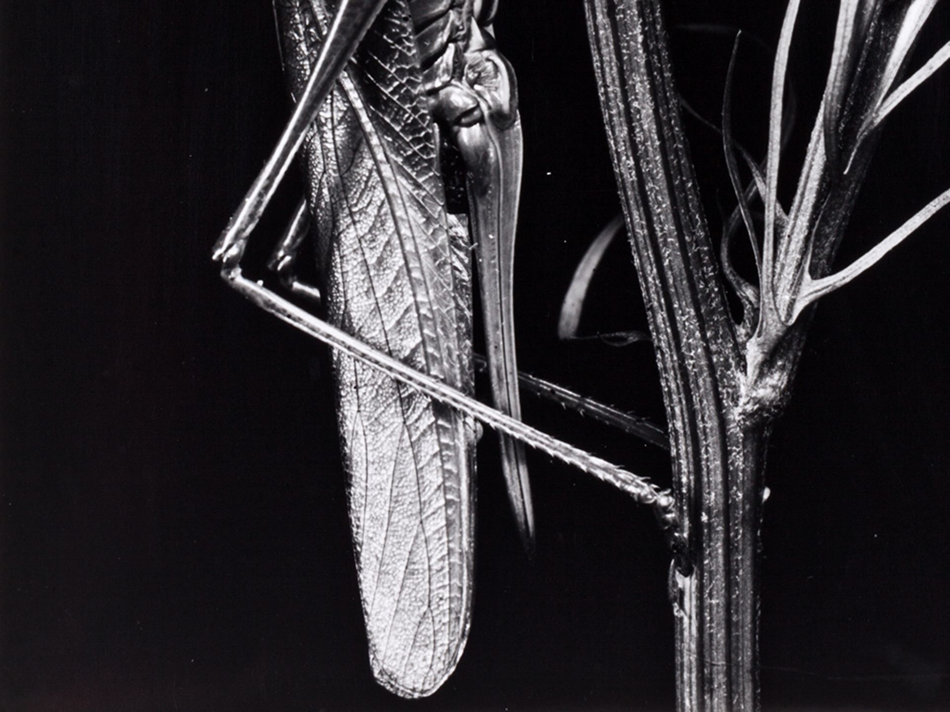 Fred Koch (1904-1939?), Locust vividissima, Germany, 1920s - Image 5 of 8