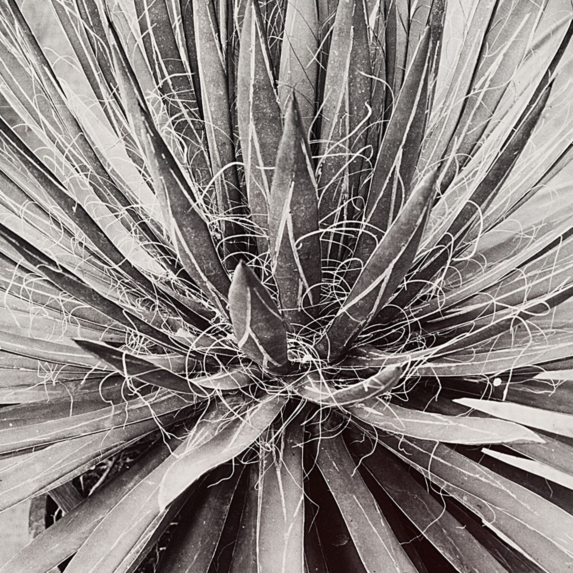 Albert Renger-Patzsch, Macro Photograph of an Agave, 1920s - Image 8 of 8