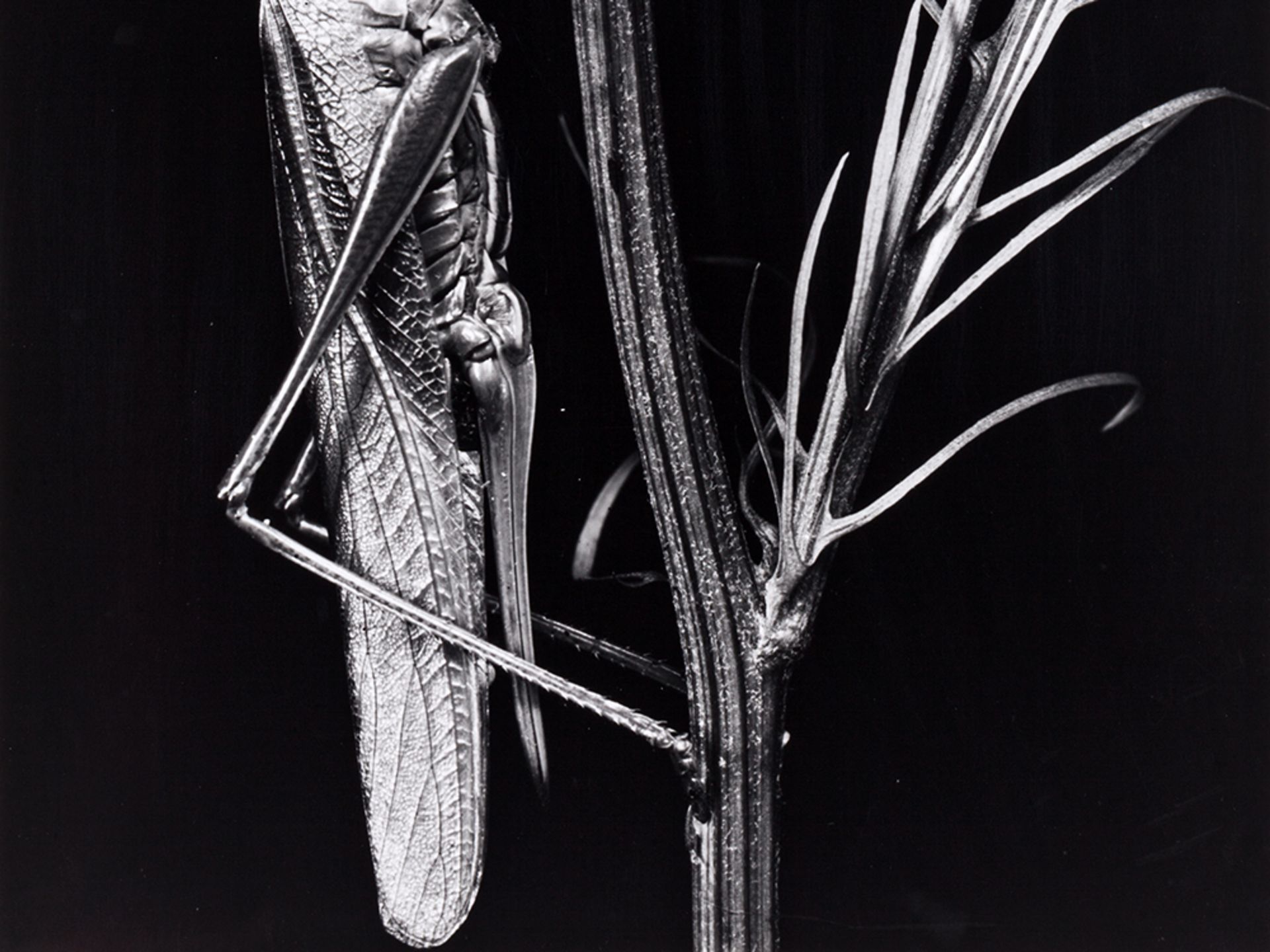 Fred Koch (1904-1939?), Locust vividissima, Germany, 1920s - Image 4 of 8