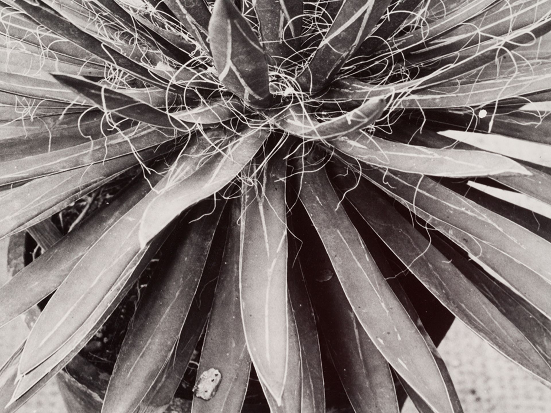 Albert Renger-Patzsch, Macro Photograph of an Agave, 1920s - Image 3 of 8