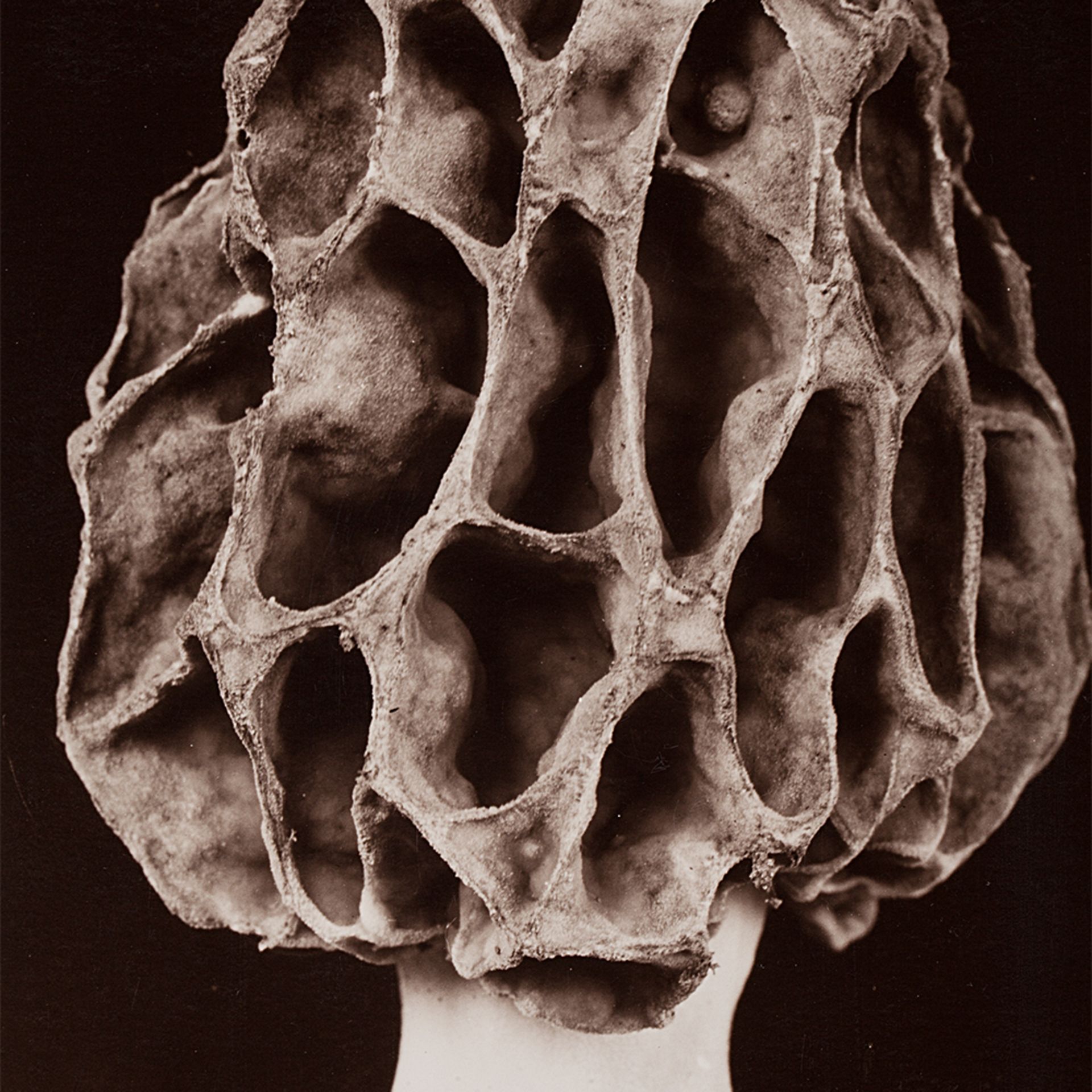 Fred Koch, Morel Mushroom, Gelatin Silver Print, 1920s - Image 5 of 5