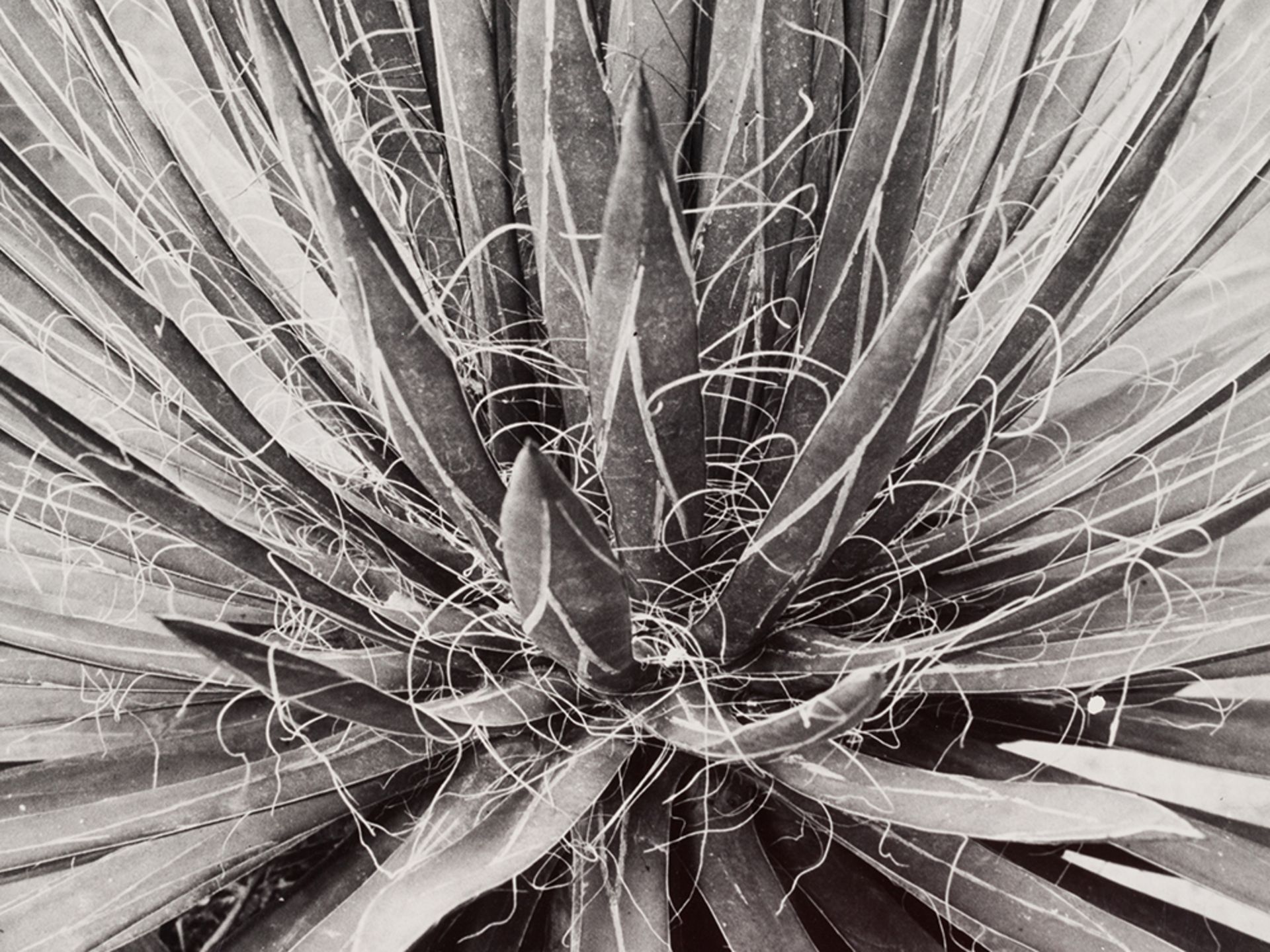 Albert Renger-Patzsch, Macro Photograph of an Agave, 1920s - Image 2 of 8