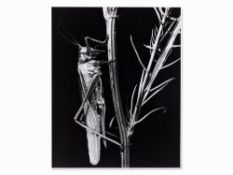 Fred Koch (1904-1939?), Locust vividissima, Germany, 1920s