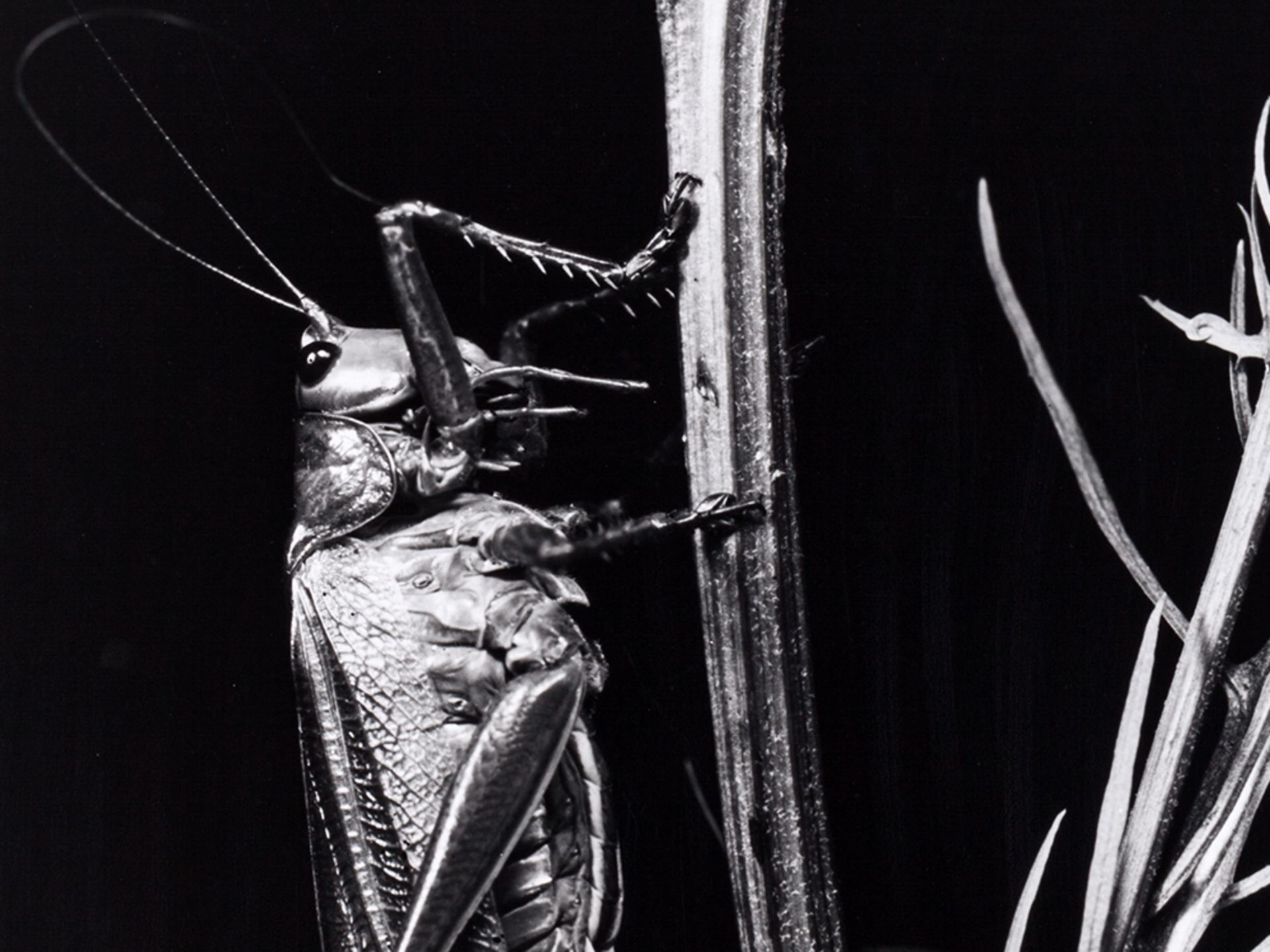 Fred Koch (1904-1939?), Locust vividissima, Germany, 1920s - Image 3 of 8