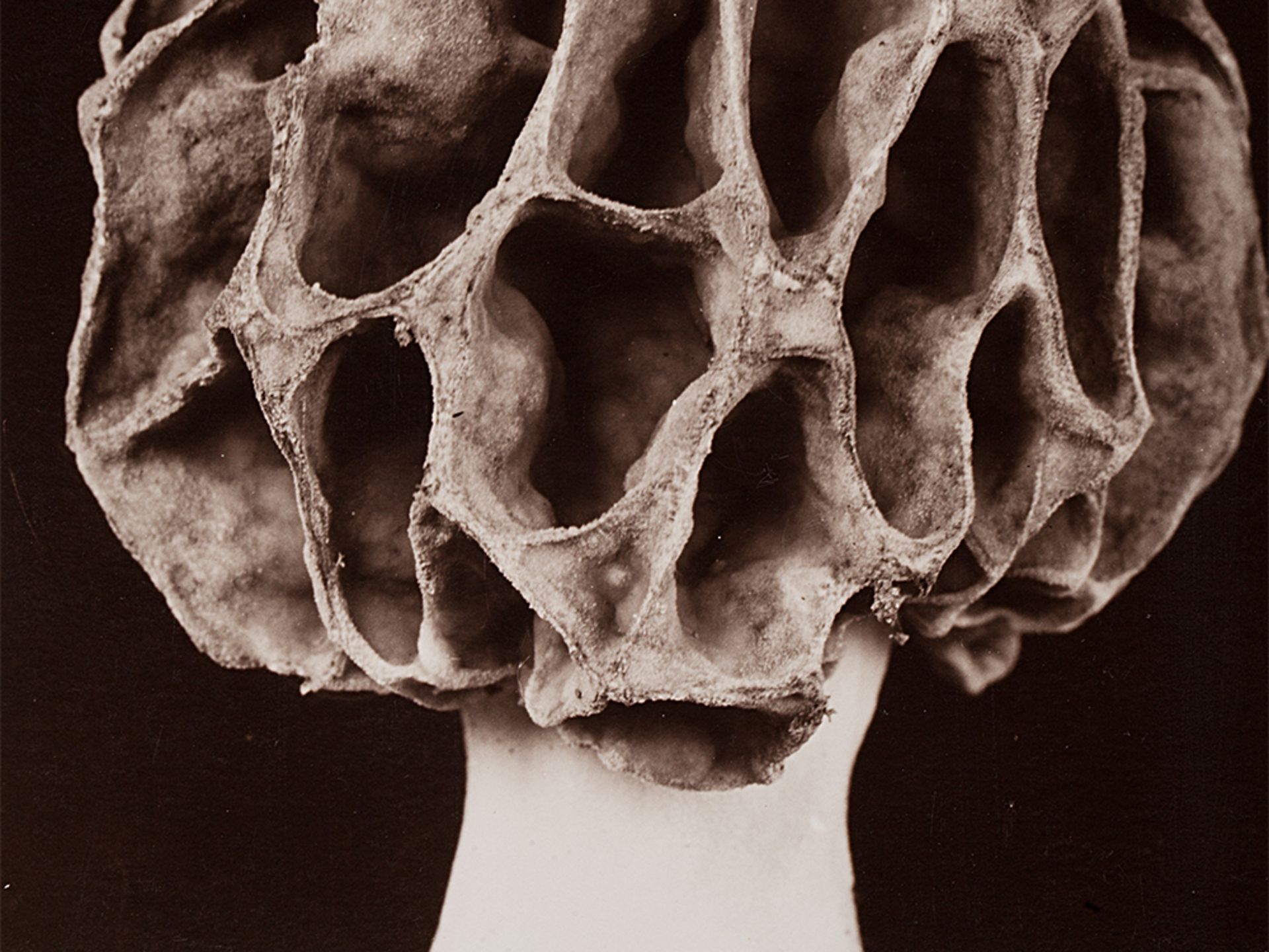 Fred Koch, Morel Mushroom, Gelatin Silver Print, 1920s - Image 3 of 5