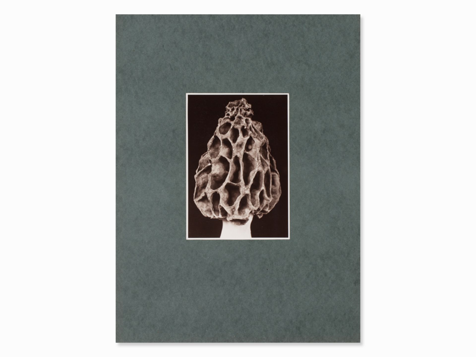 Fred Koch, Morel Mushroom, Gelatin Silver Print, 1920s