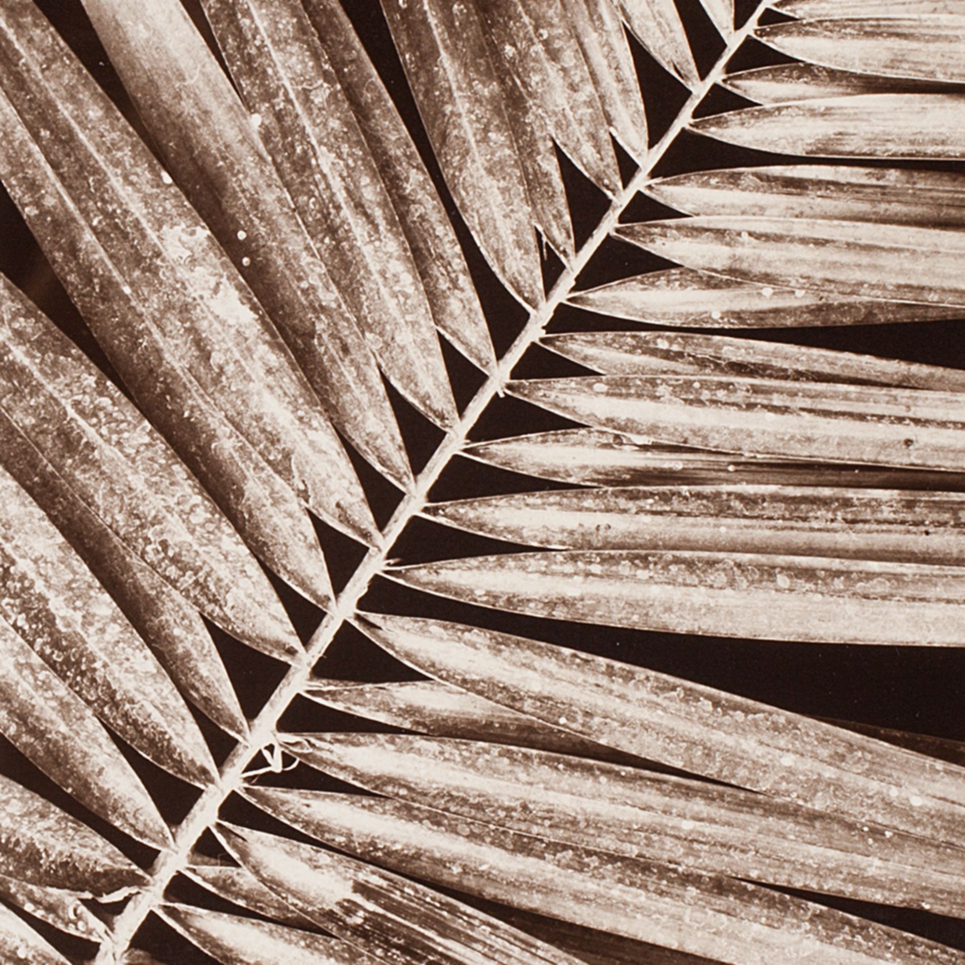 Fred Koch, Pinnate Palm Leaf, Bromide Gelatin Silver Print, 20s - Image 6 of 6