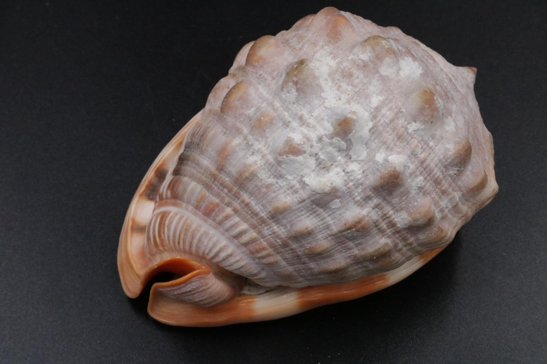 Vintage Collection of Shells - Image 4 of 8