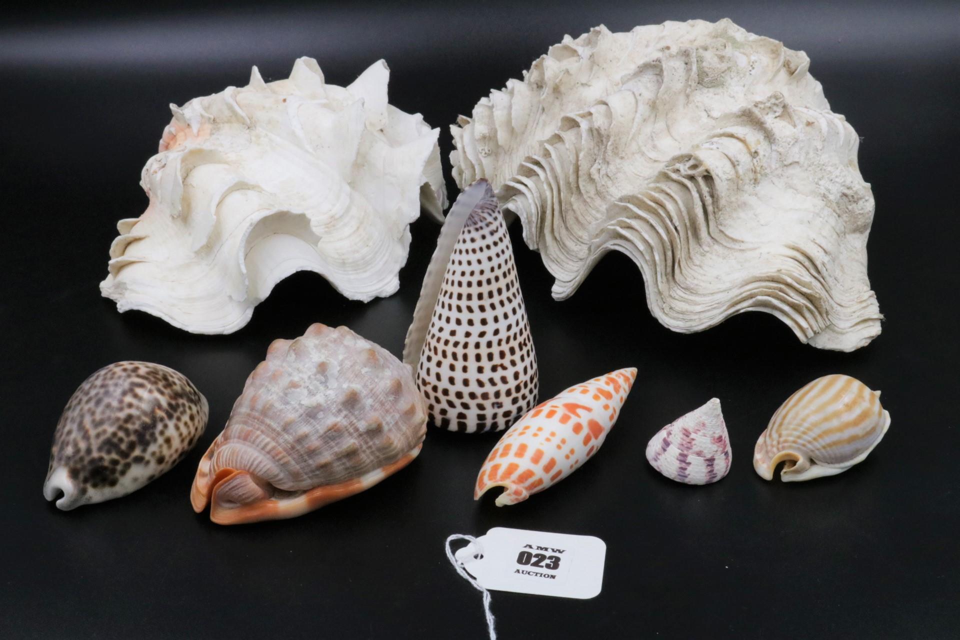 Vintage Collection of Shells