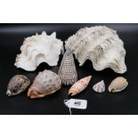 Vintage Collection of Shells