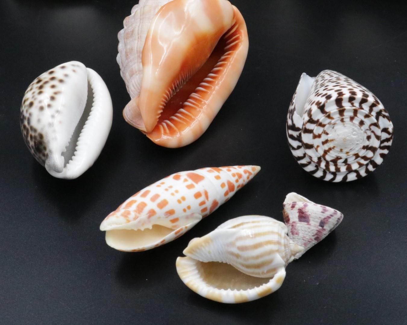 Vintage Collection of Shells - Image 2 of 8