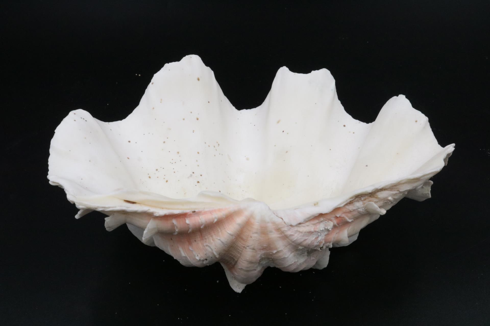 Vintage Collection of Shells - Image 6 of 8