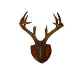 A SET OF DEER ANTLERS, mounted on a wooden shield.