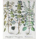 18. Jahrhundert, Basilius Besler (1561-1629) Hortus Eystettensis botanische Illustration