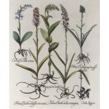 18. Jahrhundert, Basilius Besler (1561-1629) Hortus Eystettensis botanische Illustration