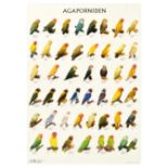 Advertising Poster Lovebird Parrot Agaporniden Bird