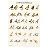 Advertising Poster Singing Birds Europe Fowl Ornithology