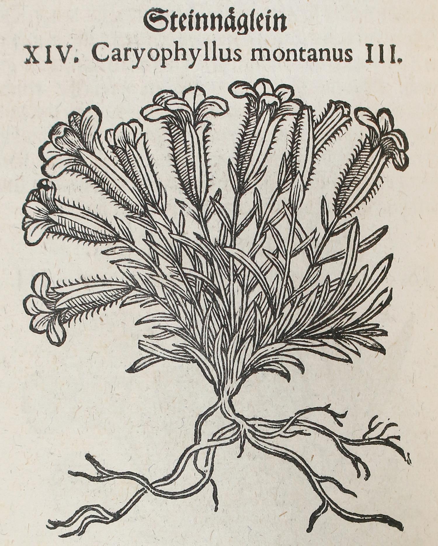 Tabernaemontanus,J.T. - Image 3 of 4