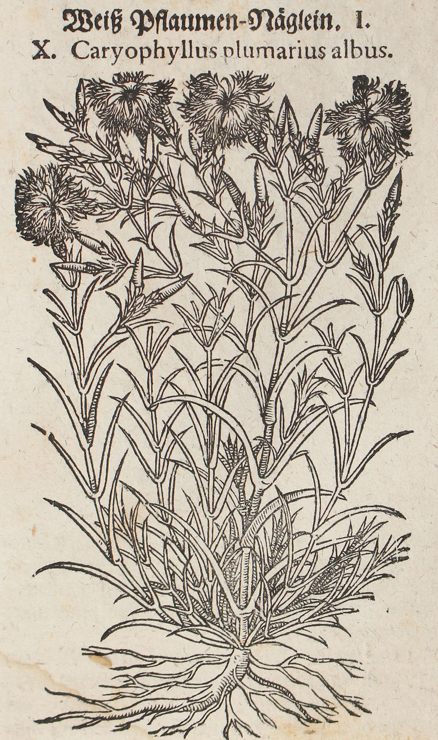 Tabernaemontanus,J.T. - Image 2 of 4