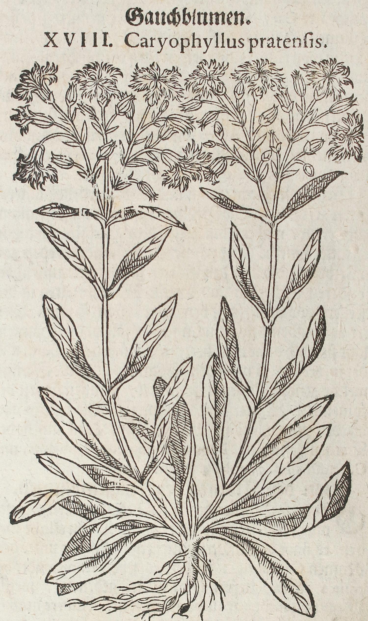 Tabernaemontanus,J.T. - Image 4 of 4