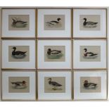 Tierdarstellungen. Sammlung von 10 kolorierten Stichen mit Enten und Wasservögeln, um 1890.