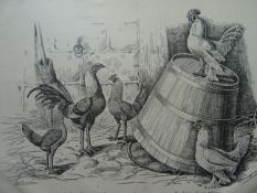 Bungartz - Hühnerracen