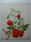 Merian - Leningrader Aquarelle 2 Bde.