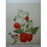 Merian - Leningrader Aquarelle 2 Bde.