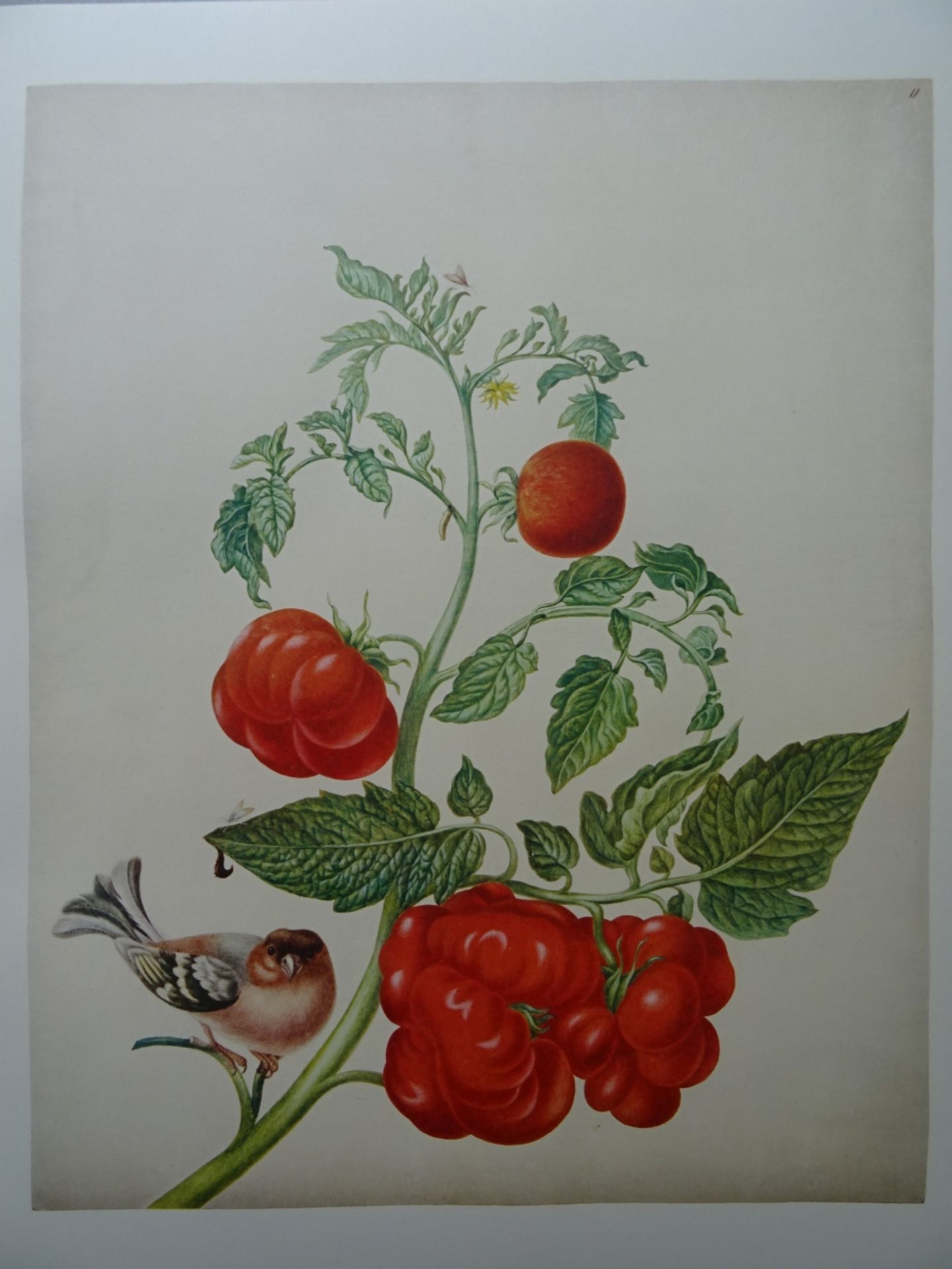 Merian - Leningrader Aquarelle 2 Bde.