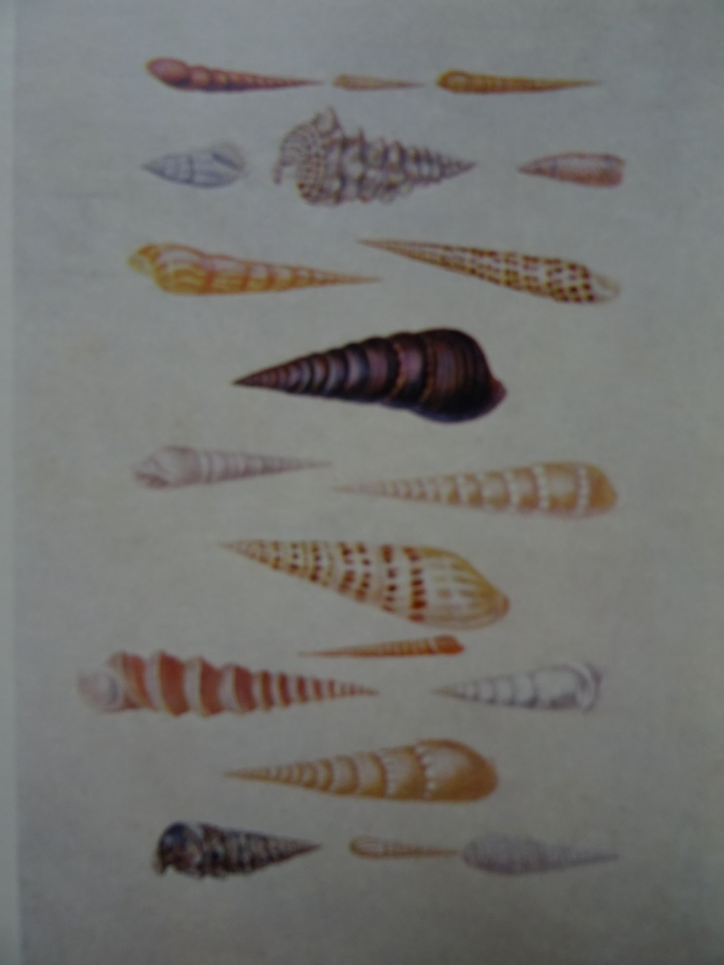 Merian - Leningrader Aquarelle 2 Bde. - Image 5 of 7