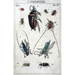 Sulzer - Kennzeichen der Insekten