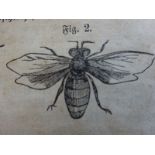 Rothe - Korb-Bienenzucht
