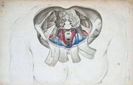 Rosenmüller - Atlas Anatomie