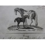 Brugnone - Pferde, Esel