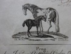 Brugnone - Pferde, Esel