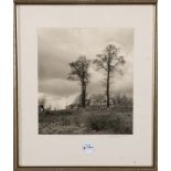 Photograph des 20. Jhs. Hügelige Wiesenlandschaft mit Bäumen bei bewölktem Himmel. SW-