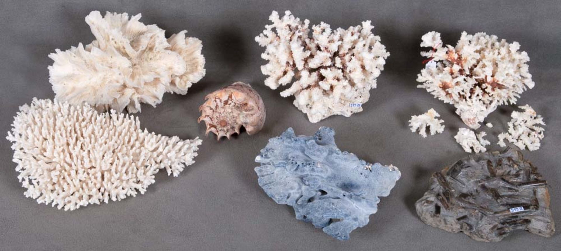 Konvolut Fossilien, Korallen und Muschel, H=5 bis 23 cm / L=22 bis 39 cm. **