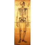 Das Knochengerüst Schreibers Anatomische Wandtafel