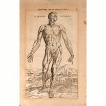 Three anatomical graphics